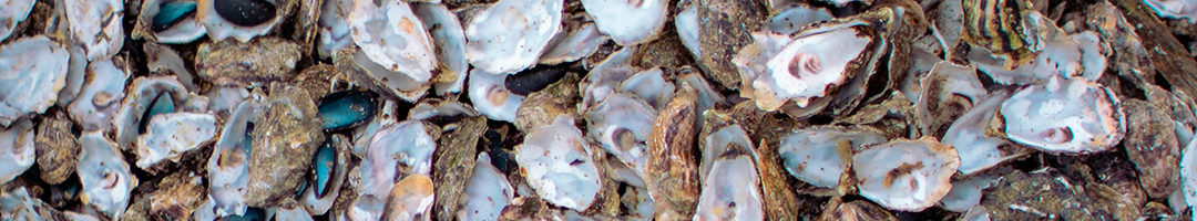 East Coast vs West Coast Oysters