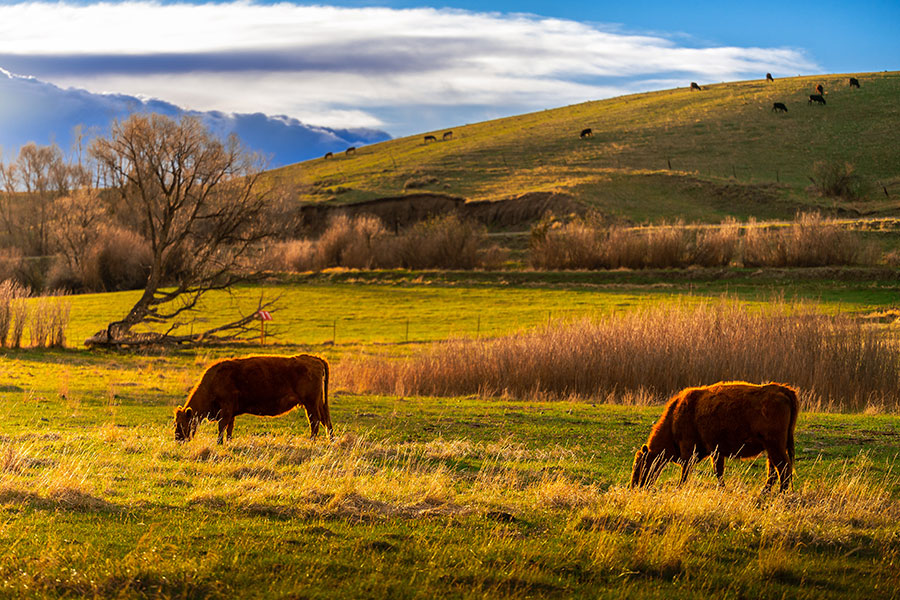 Montana cattle graze in field, under partial cloudy sky.
